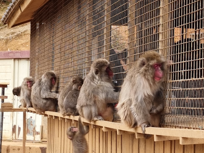 Arashiyama Monkey Park Iwatayama