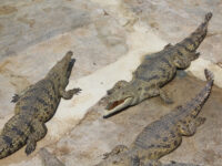 Arba Minch crocodile ranch Travel Forum Reviews