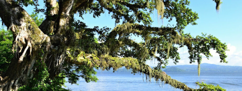 Arbol mágico Travel Forum Reviews