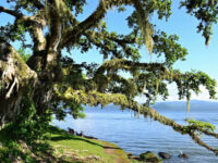 Arbol mágico Travel Forum Reviews
