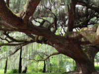 Arboretum Travel Forum Reviews
