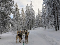 Arctic Circle Husky Park Travel Forum Reviews