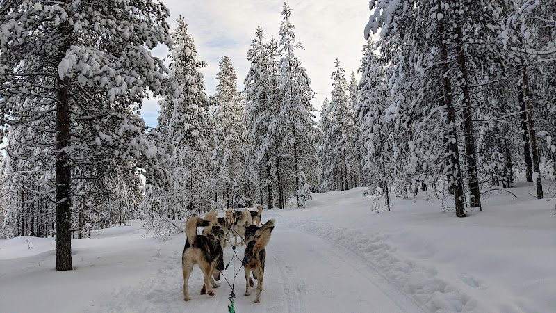 Arctic Circle Husky Park