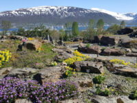Arctic–Alpine Botanic Garden Travel Forum Reviews