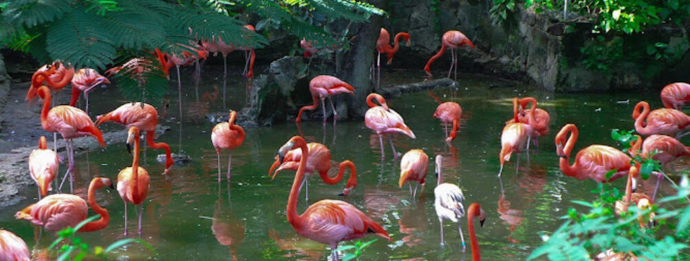 Ardastra Gardens & Wildlife Conservation Centre Travel Forum Reviews