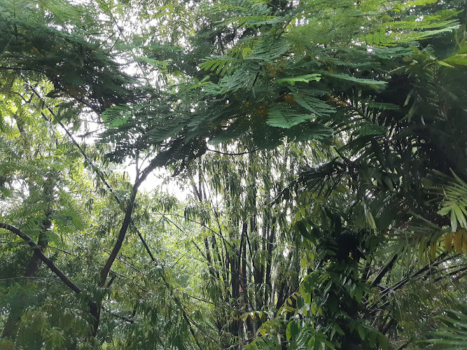 Arroceros Forest Park