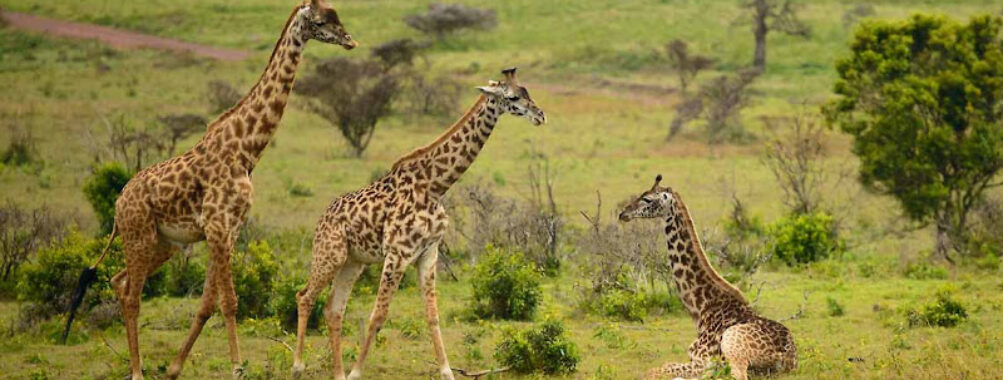 Arusha National Park Travel Forum Reviews