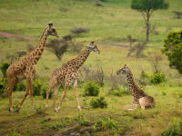 Arusha National Park Travel Forum Reviews