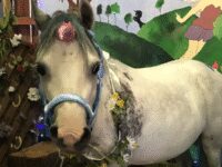 Ash End House Children's Farm Travel Forum Reviews