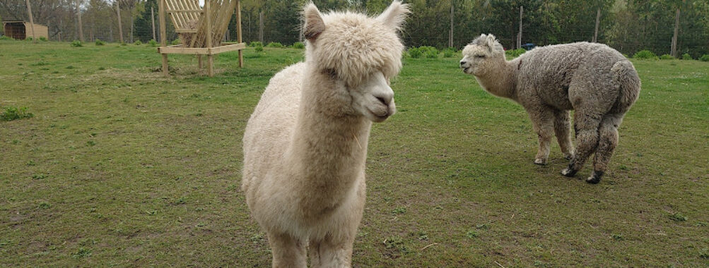 Aston Springs Farm Travel Forum Reviews