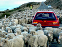Auckland Kumeu Country private tour with lunch and wine tasting Review