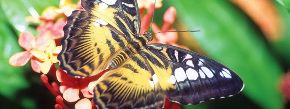 Audubon Insectarium Travel Forum Reviews