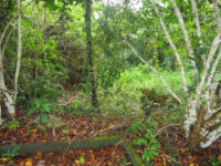 Azagny National Park Travel Forum Reviews