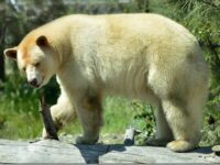 BC Wildlife Park Travel Forum Reviews