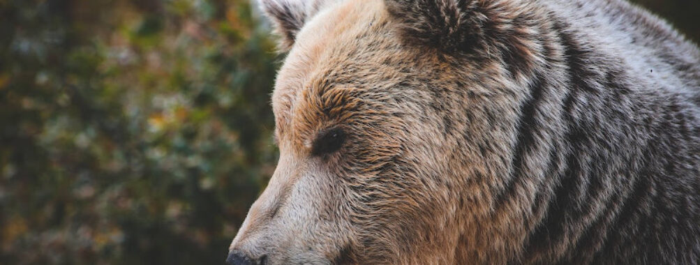 BEAR SANCTUARY Prishtina Travel Forum Reviews