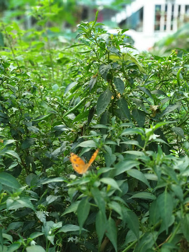 Bade Kajipur