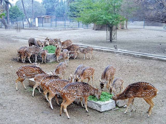 Bahawalpur Zoo