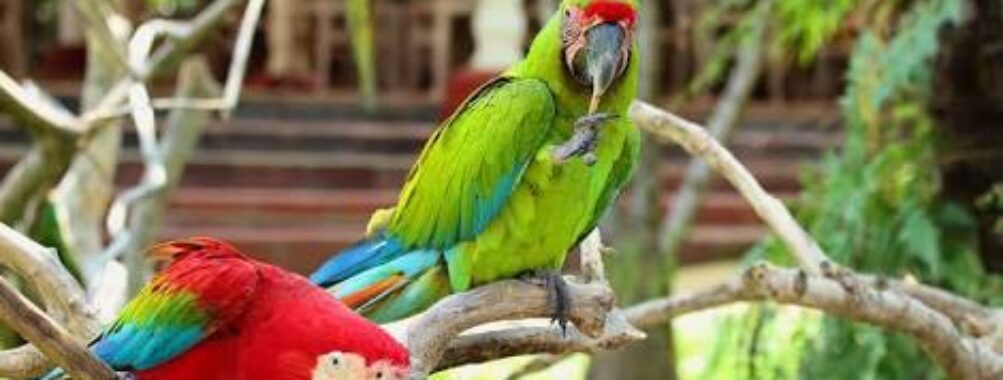 Bali Bird Park Travel Forum Reviews