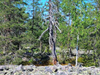 Bälingeberget Travel Forum Reviews
