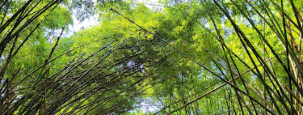 Bamboo Cathedral Travel Forum Reviews