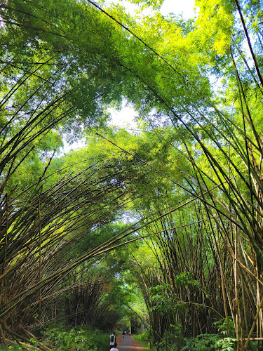 Bamboo Cathedral