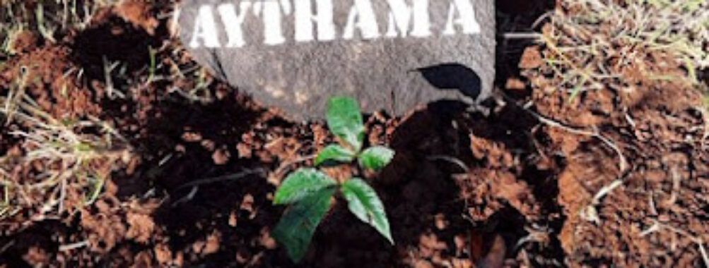 Baobab Aythama Travel Forum Reviews