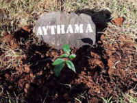 Baobab Aythama Travel Forum Reviews