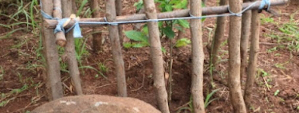 Baobab Espérant A. Suarezensis Travel Forum Reviews