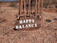 Baobab HAPPY BALANCE A.Suarezensis Travel Forum Reviews