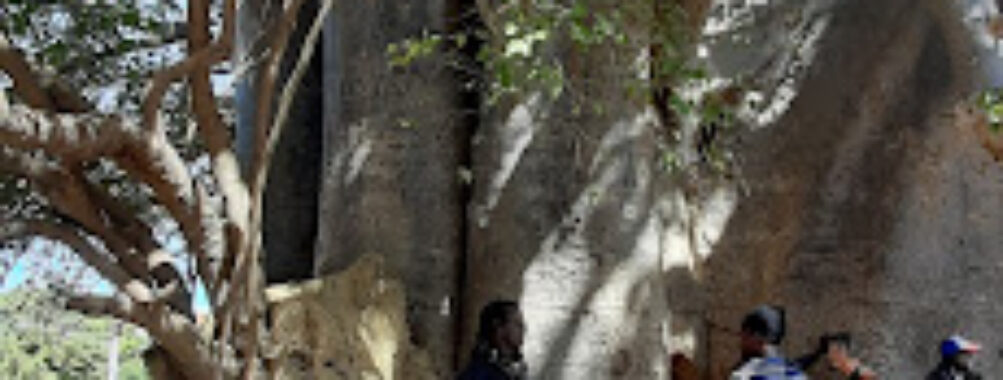 Baobab Sacré Travel Forum Reviews