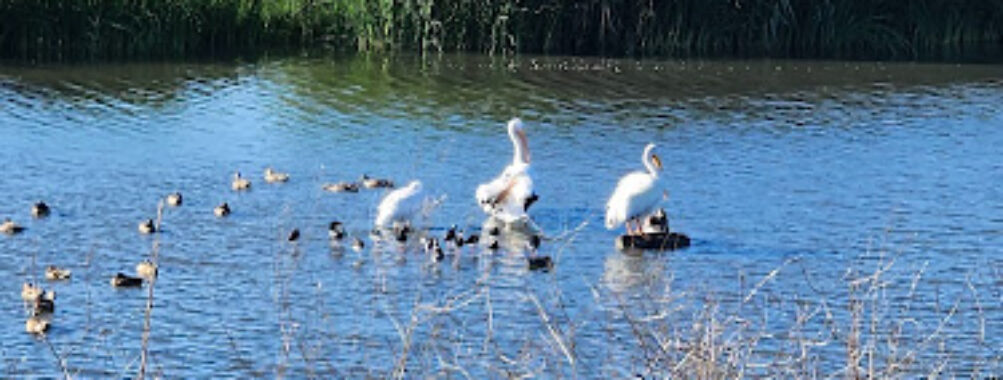 Baylands Nature Preserve Travel Forum Reviews