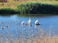 Baylands Nature Preserve Travel Forum Reviews