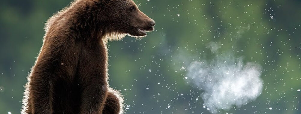 Bear Waching Travel Forum Reviews