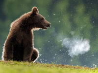 Bear Waching Travel Forum Reviews