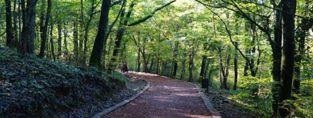 Belgrade Forest Travel Forum Reviews