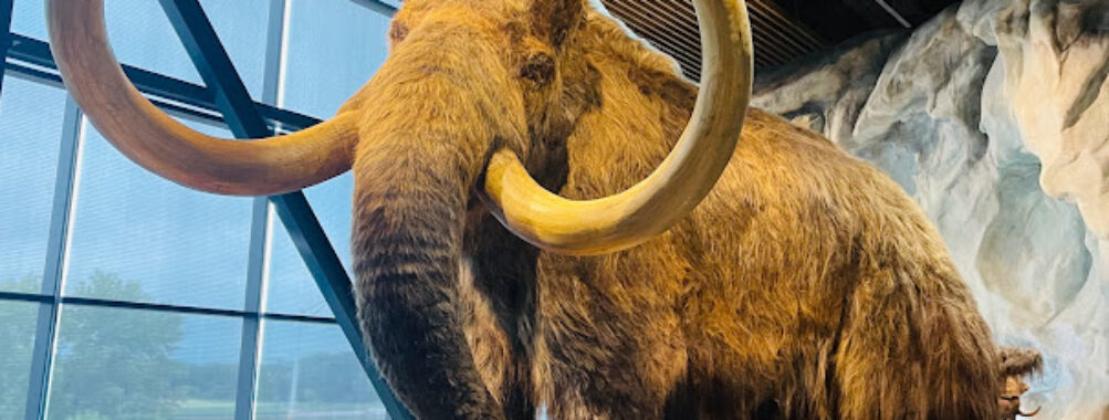 Bell Museum Travel Forum Reviews