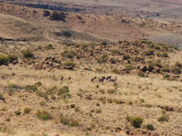 Bergplaas Nature Reserve Travel Forum Reviews