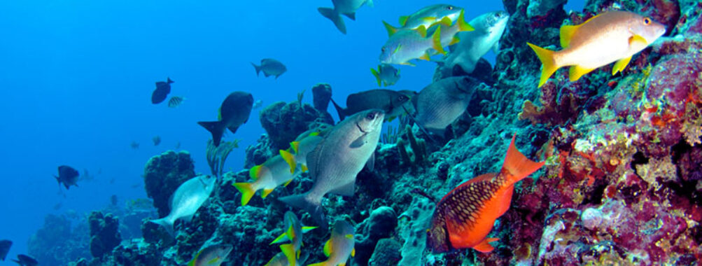Bermuda Island Tours & More Travel Forum Reviews