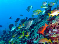 Bermuda Island Tours & More Travel Forum Reviews