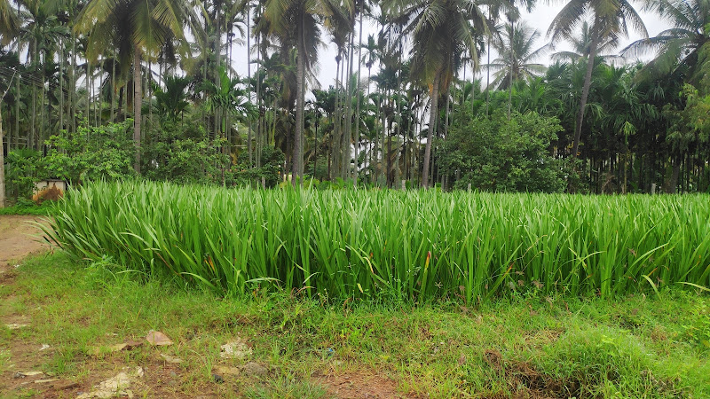 Bheemasandra park, tumakuru