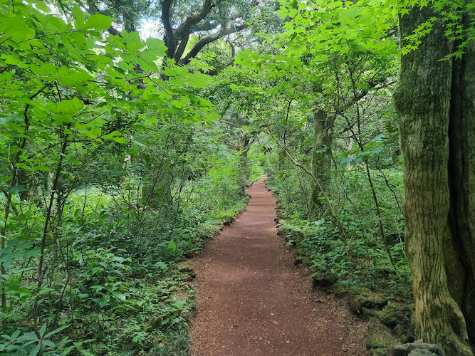 Bijarim Forest