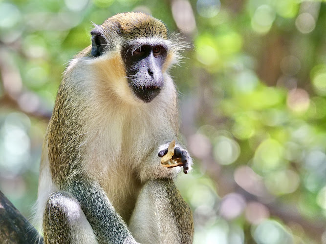 Bijilo Monkey Park