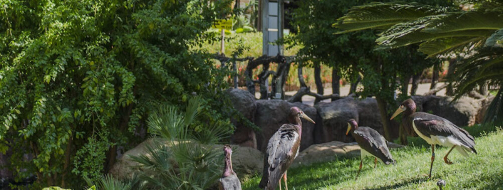 Bioparc Fuengirola Travel Forum Reviews