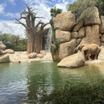 Bioparc Valencia