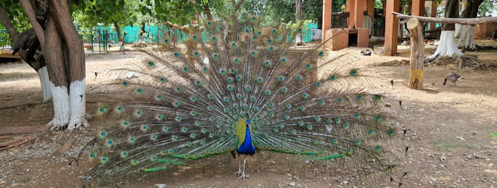 Bird Park Travel Forum Reviews