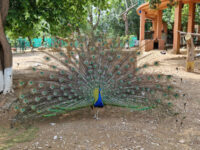 Bird Park Travel Forum Reviews