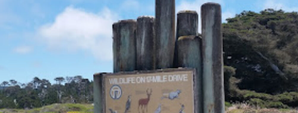 Bird Rock Vista Point Travel Forum Reviews