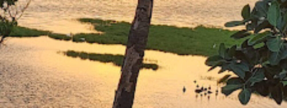 Bird sanctuary walking track Travel Forum Reviews