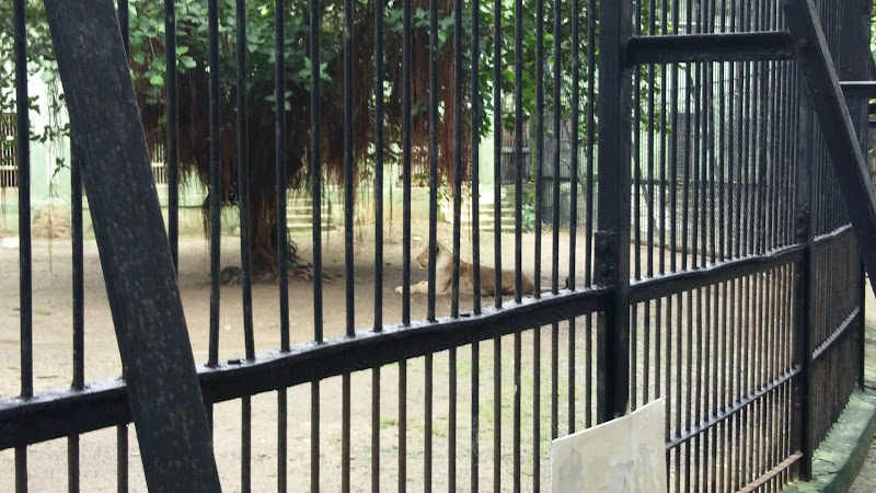 Birds Cage
