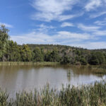 Birdsland Reserve
